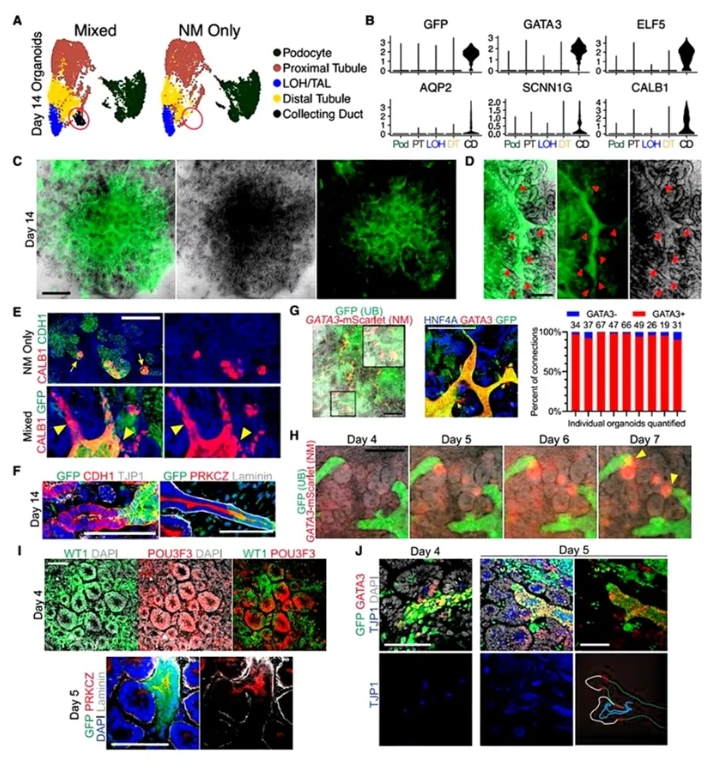 与远端肾单位小管融合的CDs的形成