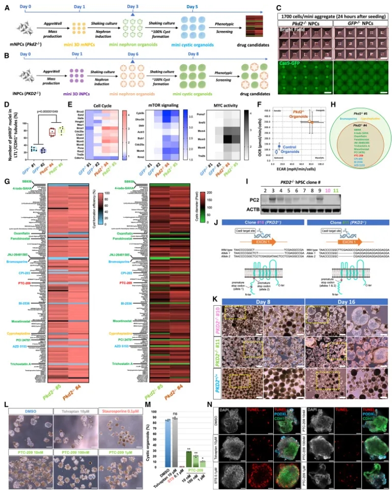 PKD疾病建模与药物筛选