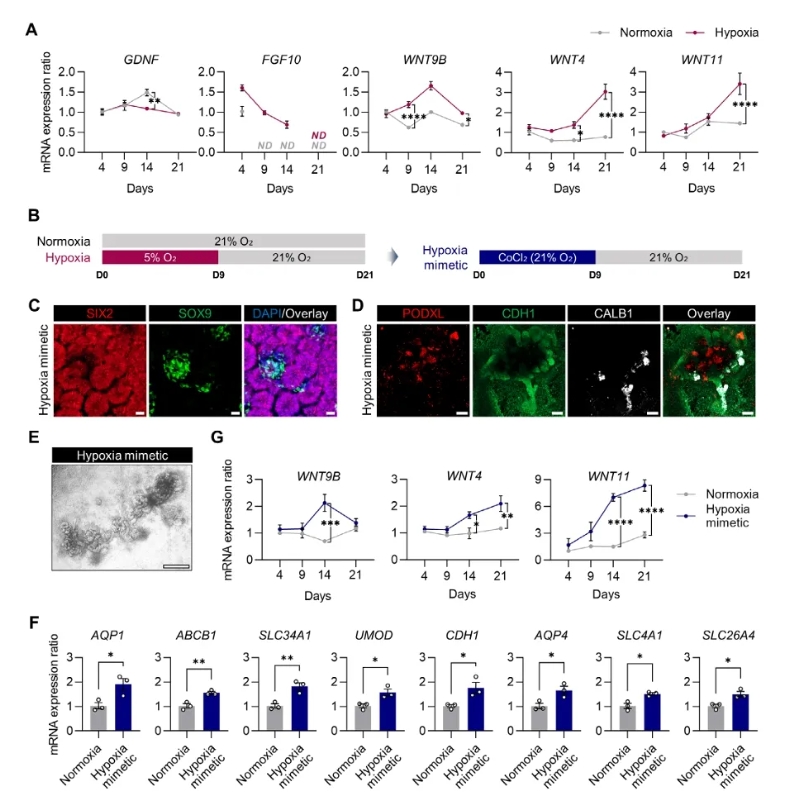 图6 HIF1α介导的信号调控小管发育