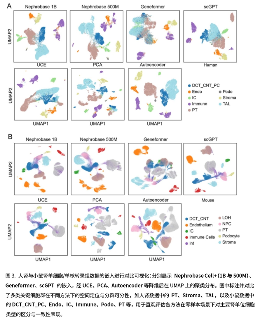 Nephrobase Cell+ 相关图示3