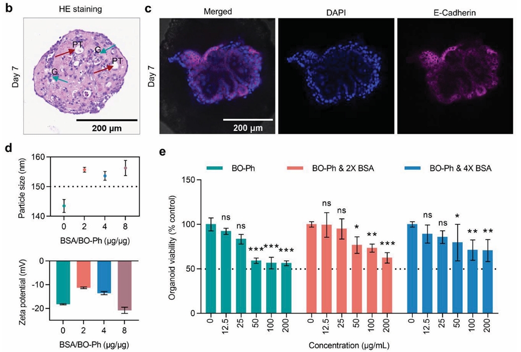 BO-Ph在体外肾脏类器官中诱导的细胞毒性