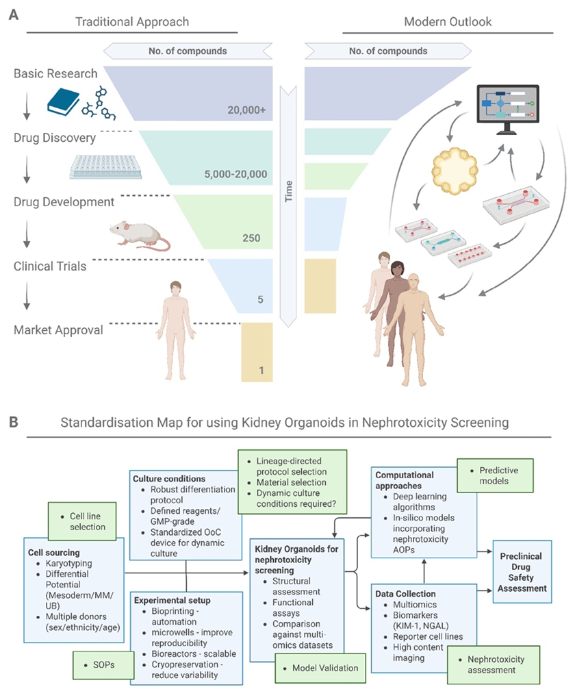肾脏类器官肾毒性筛查标准化路径图