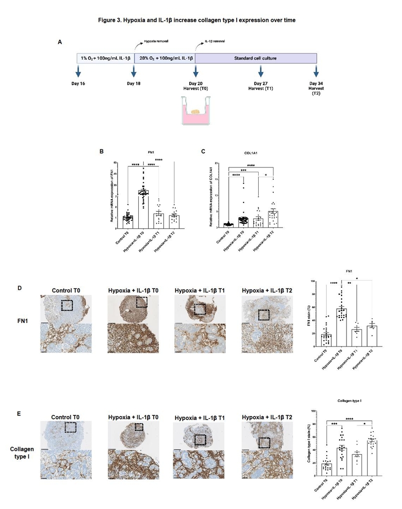 肾类器官损伤后纤维化动态变化时序分析
