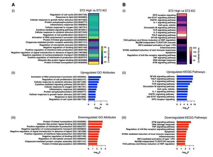 GO和KEGG通路分析图