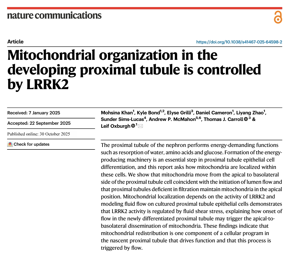 肾近端小管发育示意图