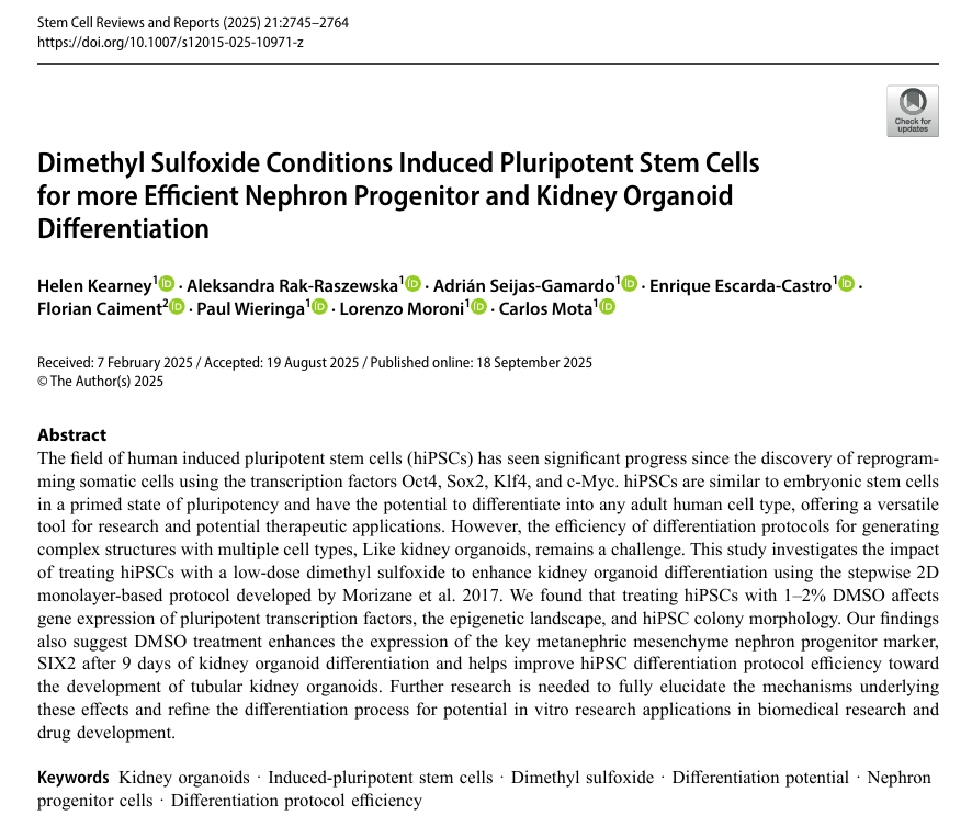 DMSO预处理提升肾分化效率示意图