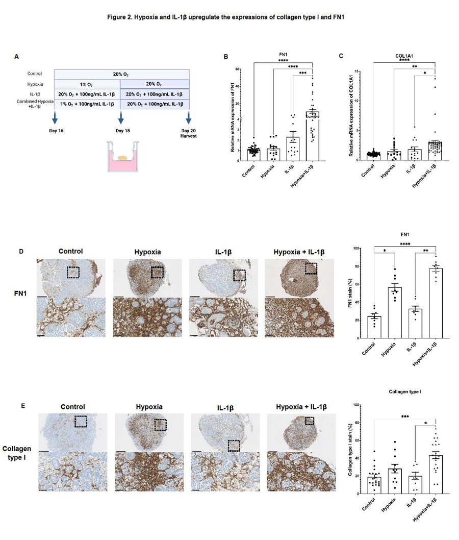 不同损伤诱导条件对肾类器官的影响对比