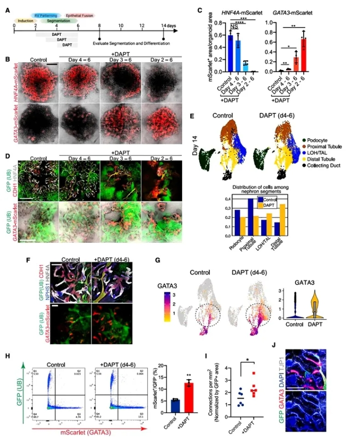 NOTCH抑制增加远端肾单位规格和融合效率
