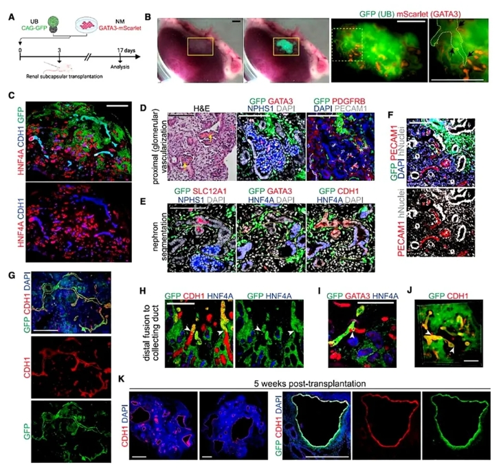 体内移植后UB与远端肾单位的融合