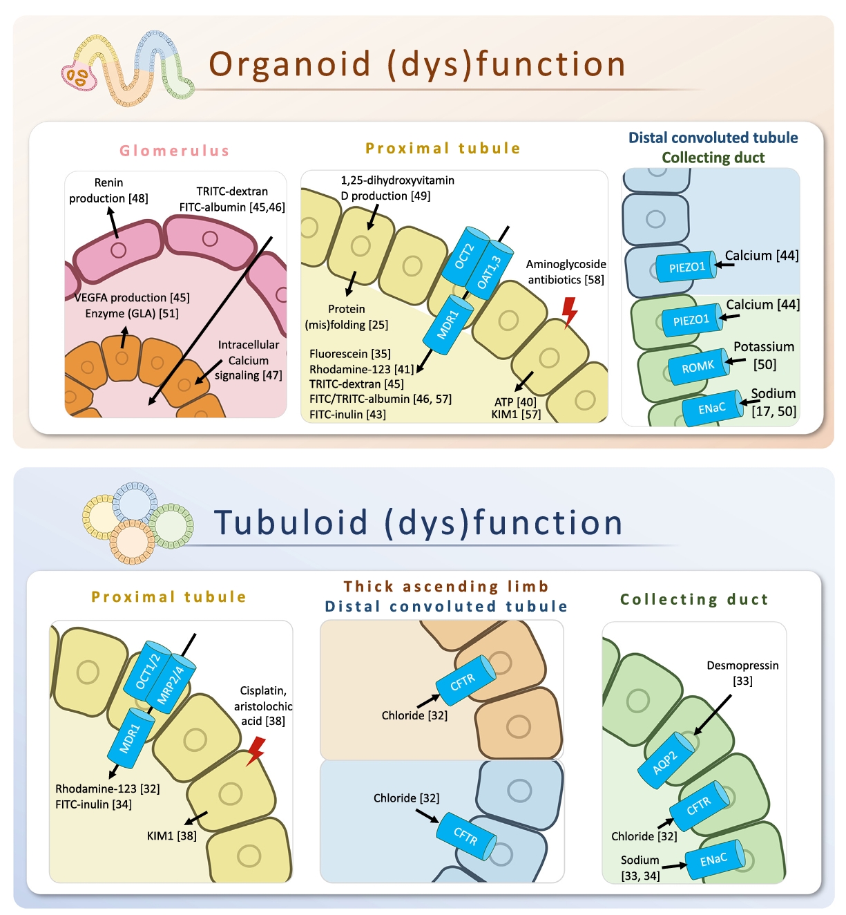 肾脏节段特异性功能复现