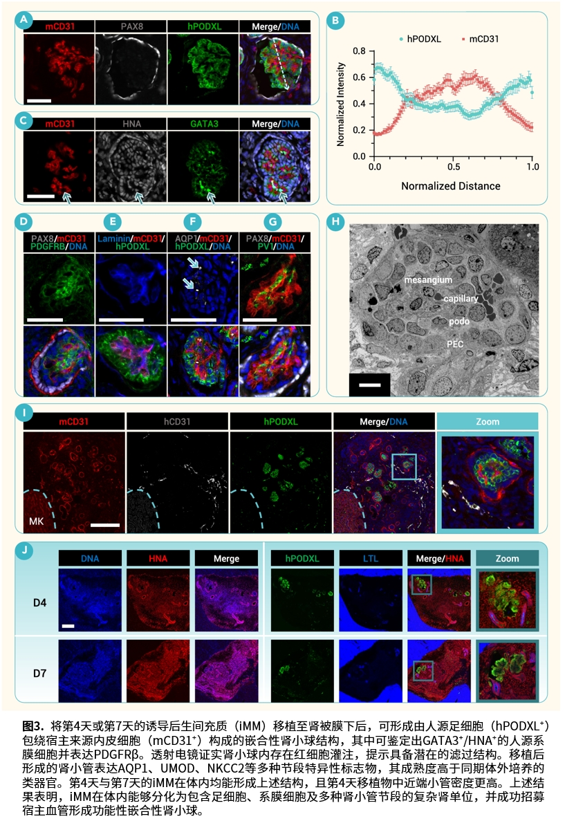 肾小管标志物图像