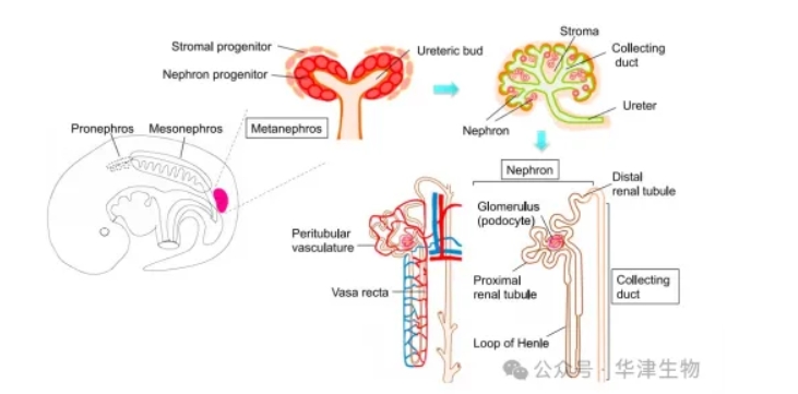 肾脏类器官结构示意图