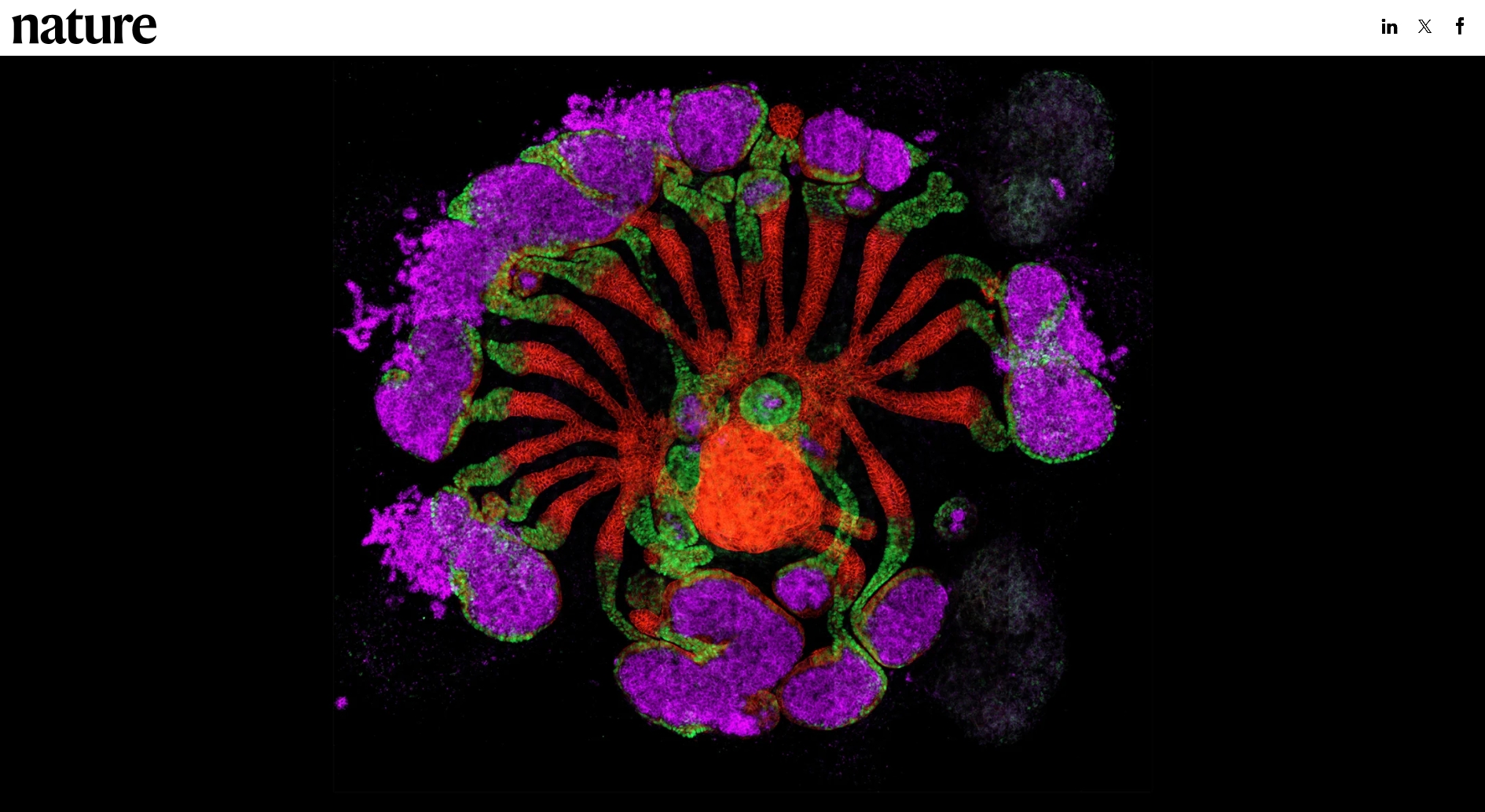 实验室培育的肾脏组装体