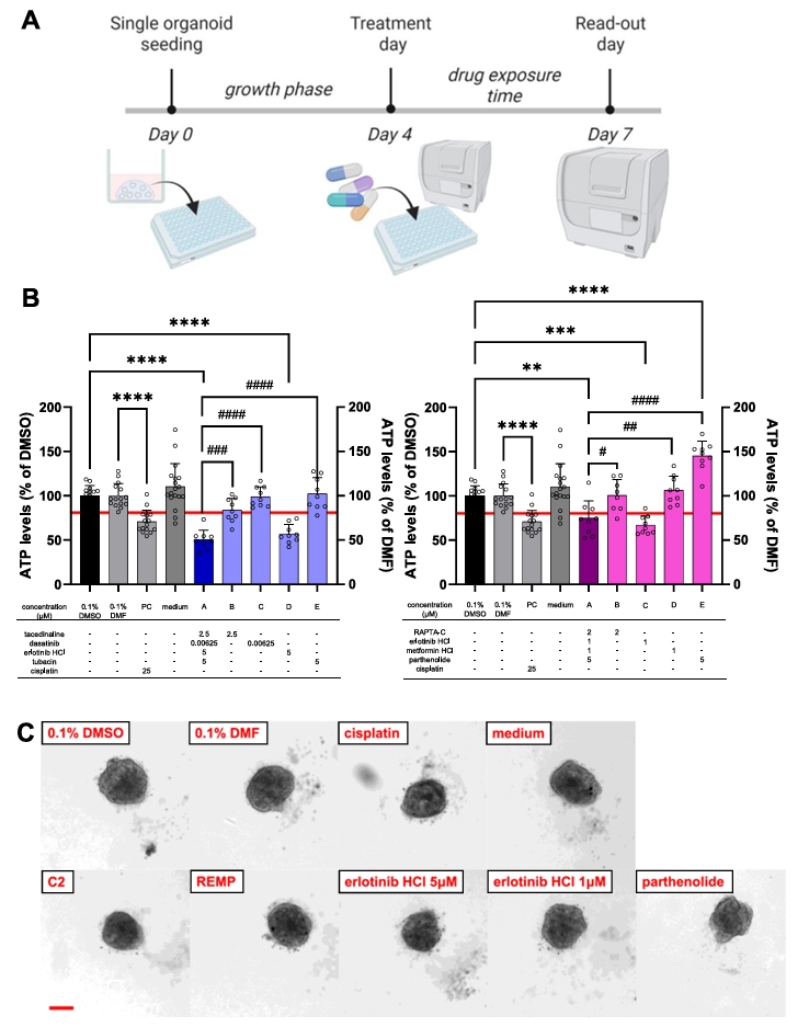 肾脏类器官安全性评估结果
