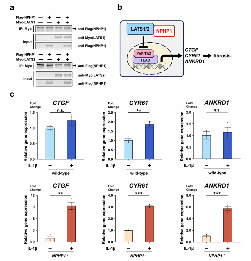 NPHP1与Hippo信号通路的相互作用