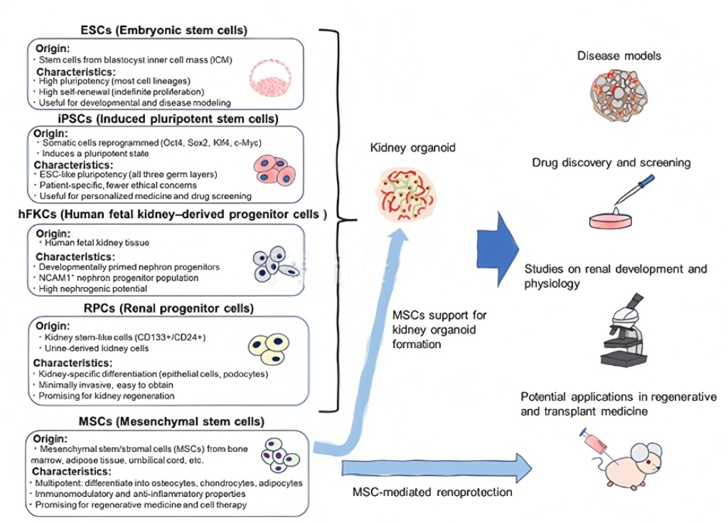 干细胞生成肾脏类器官流程