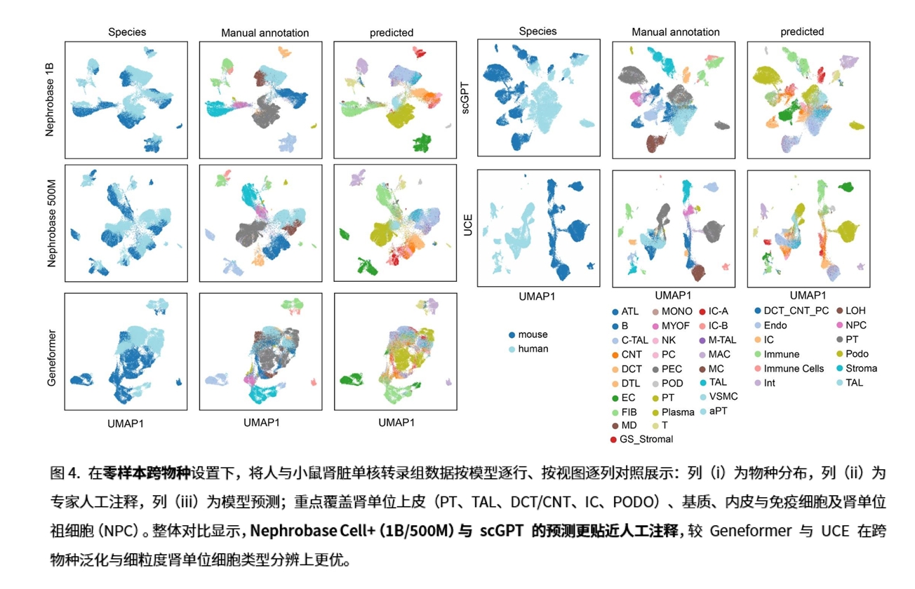 Nephrobase Cell+ 相关图示4