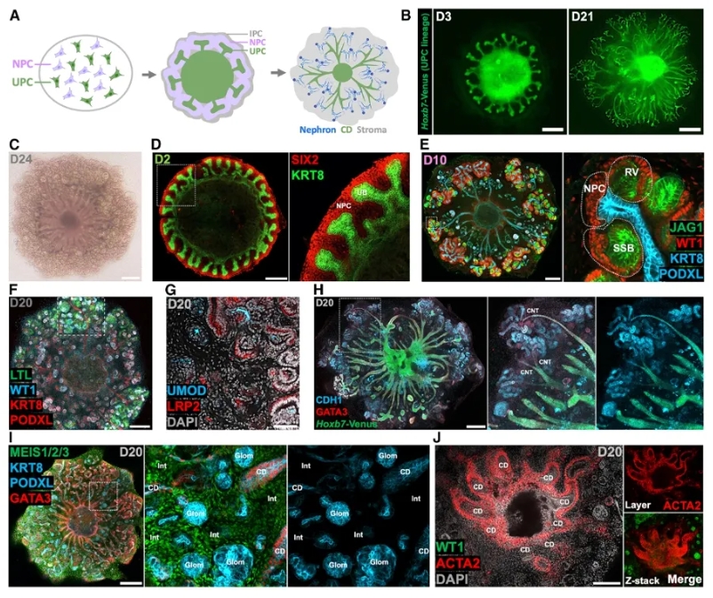 小鼠PKA的组装策略