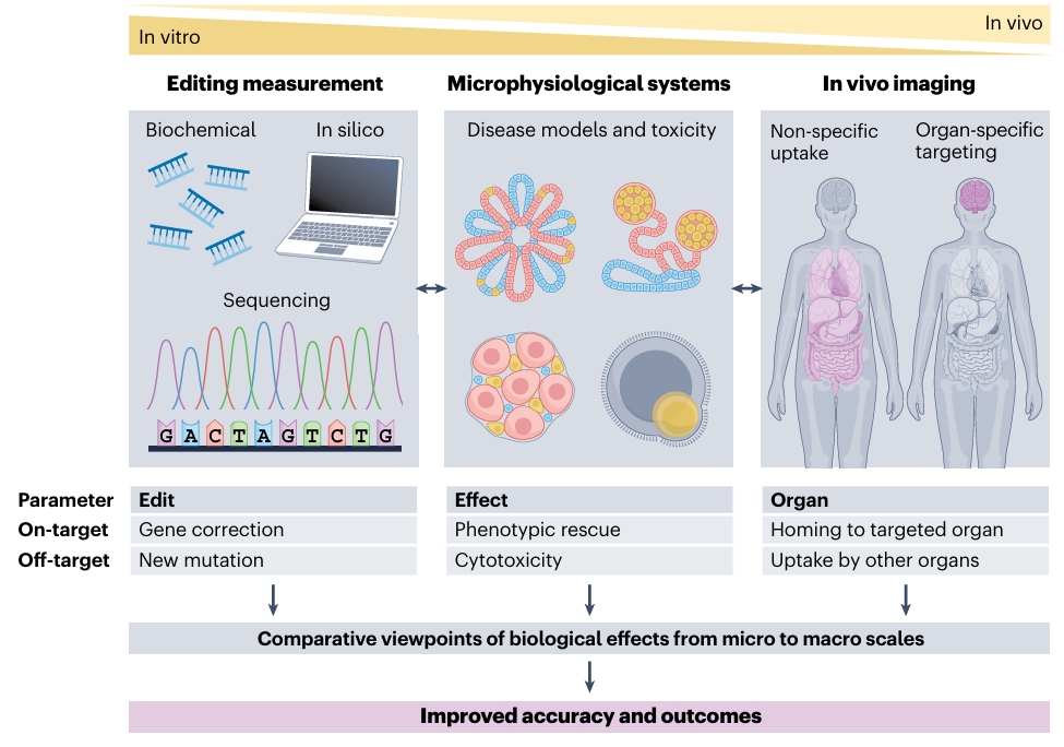 评估基因组编辑疗法靶向与非靶向生物效应的多维监测体系