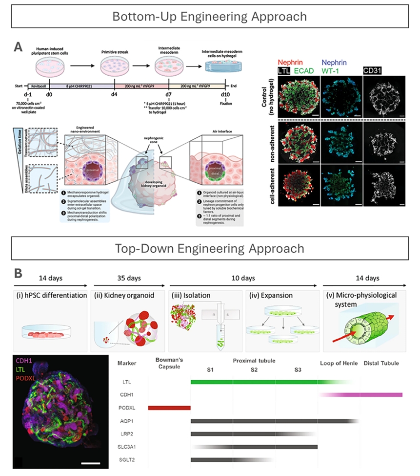 肾脏类器官自下而上与自上而下工程策略