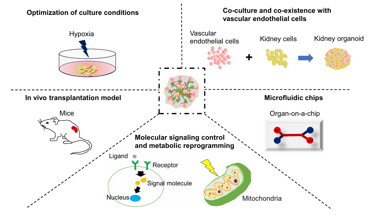 肾脏类器官血管化与成熟化的主要策略示意图