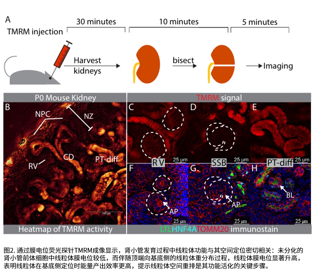实验结果示意图2