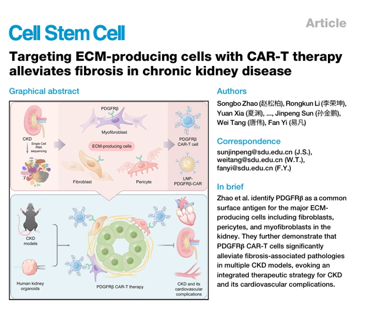 慢性肾病纤维化研究示意图