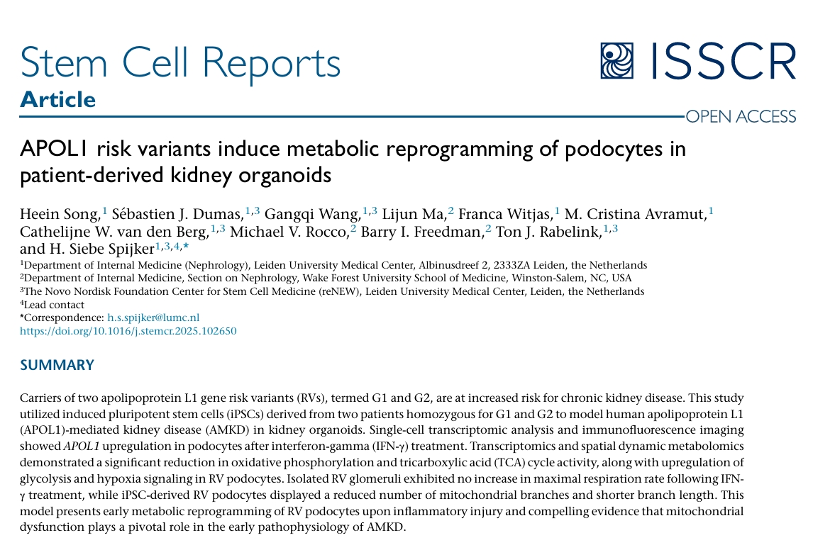 APOL1致病机制总览