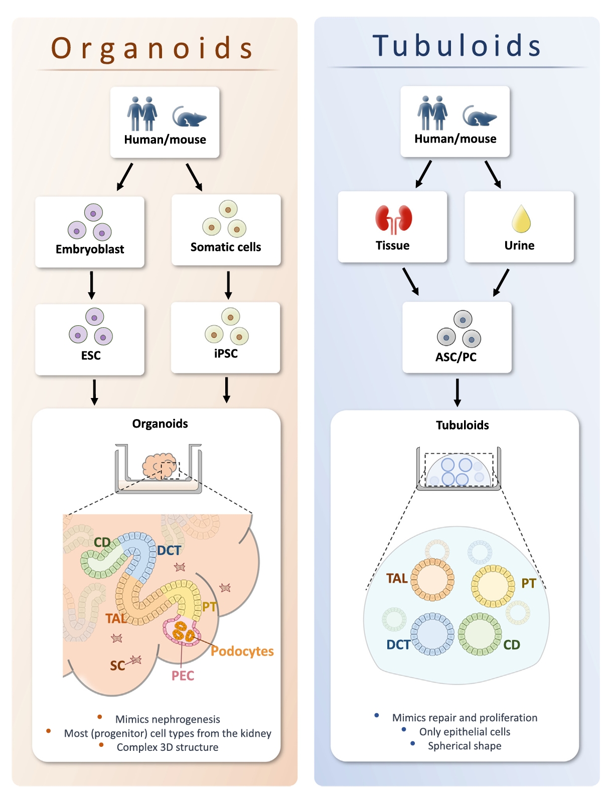 肾脏类器官与肾小管类器官总览