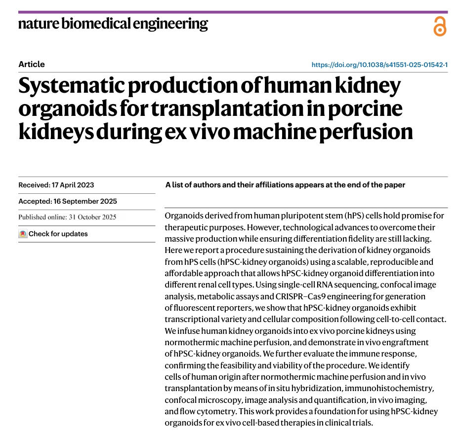 人肾类器官制备与移植示意图