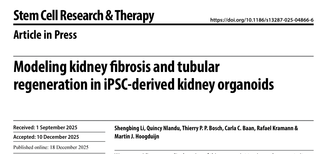 肾类器官纤维化与再生研究示意图