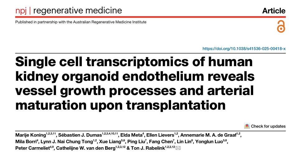 肾类器官研究相关图示1