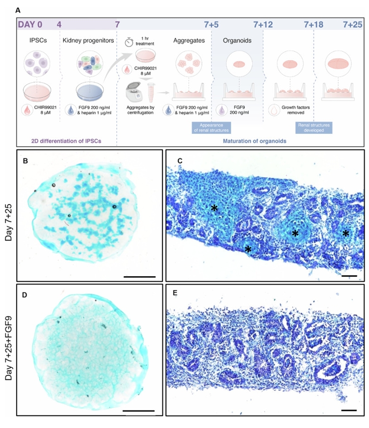 延长FGF9处理对肾类器官软骨形成的影响