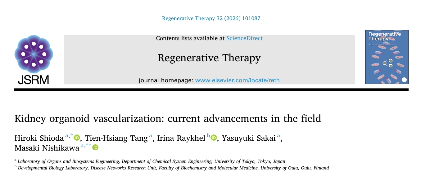 肾脏类器官血管化研究