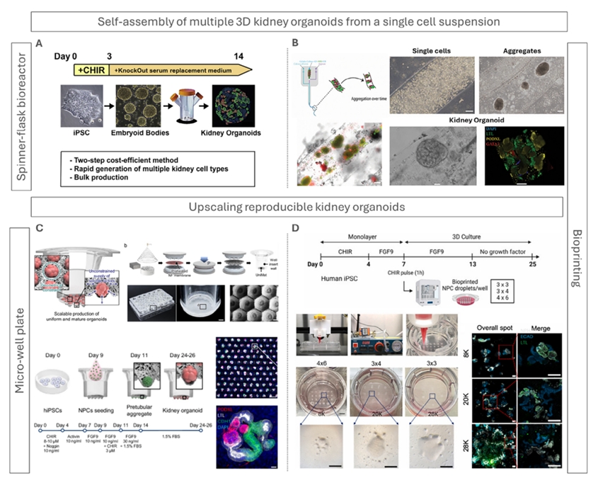 肾脏类器官规模化生产与重复性工程解决方案
