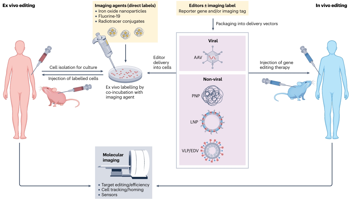在体无创成像技术追踪基因编辑疗法的策略