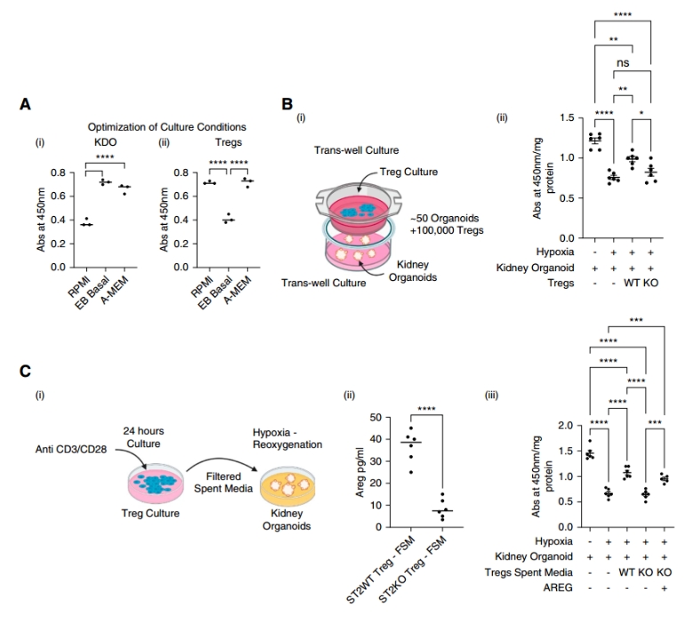 KDO共培养模型图