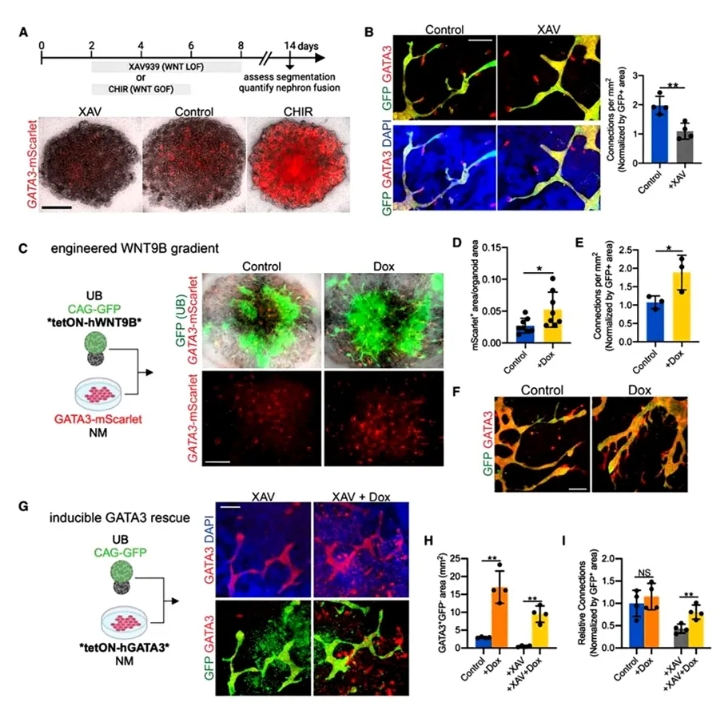 WNT通过调节GATA3促进远端特异性和融合