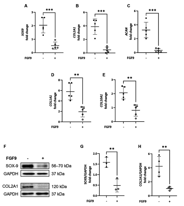 FGF9处理对软骨相关分子表达的抑制作用