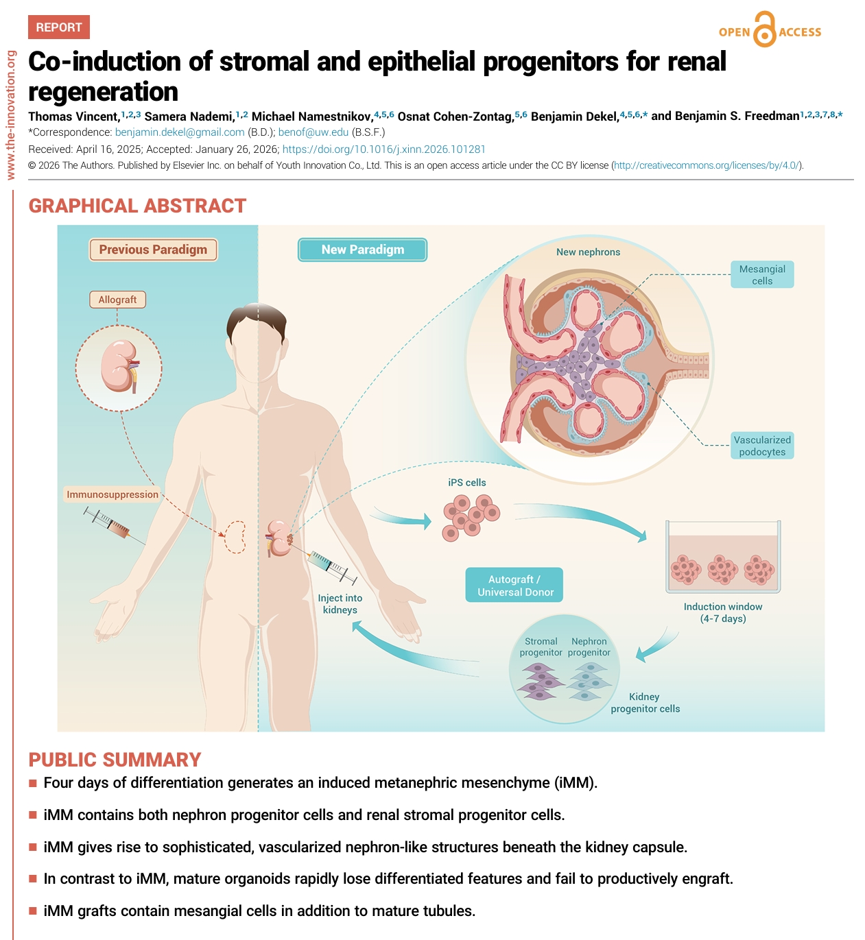 基于肾脏类器官的肾祖细胞移植策略研究