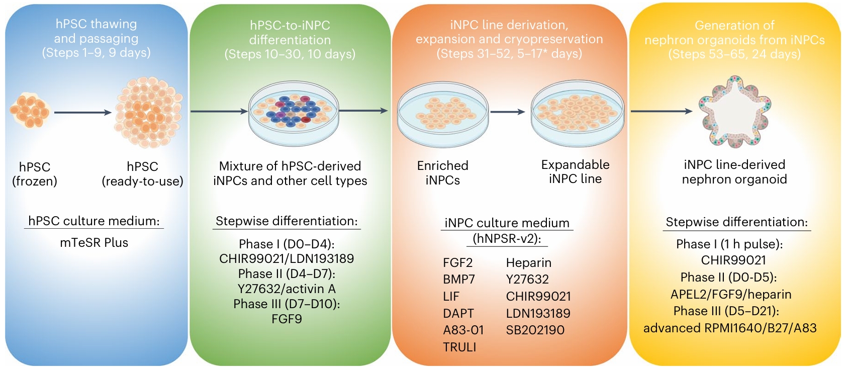 肾单位祖细胞扩增及类器官分化流程图