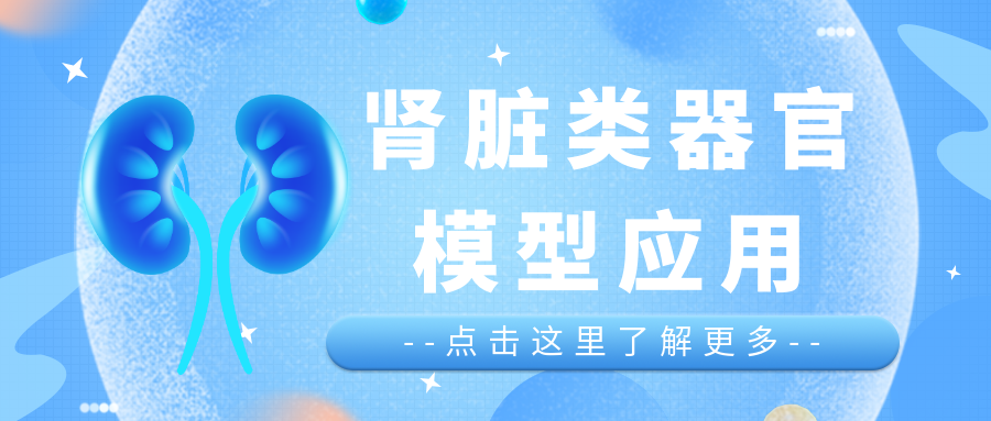 肾脏类器官作为药物开发平台的应用进展