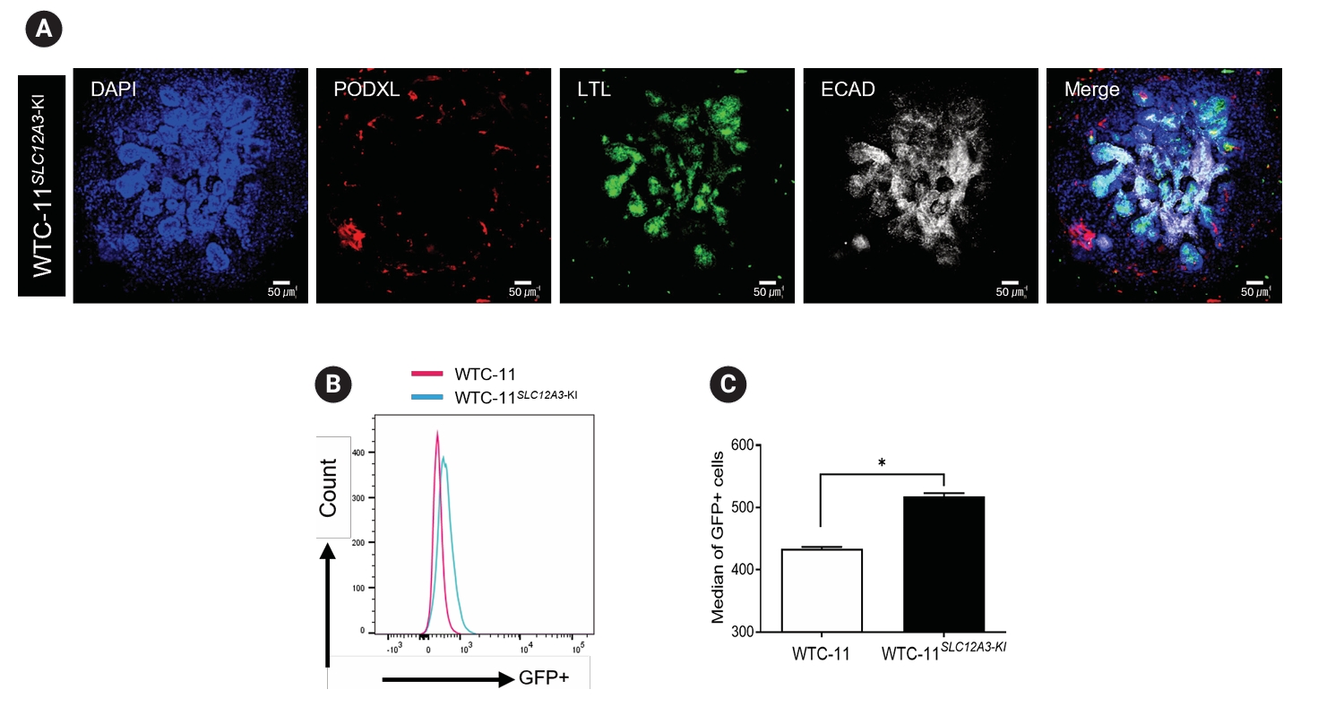 SLC12A3基因敲入hiPSC来源肾脏类器官中GFP报告基因的表达