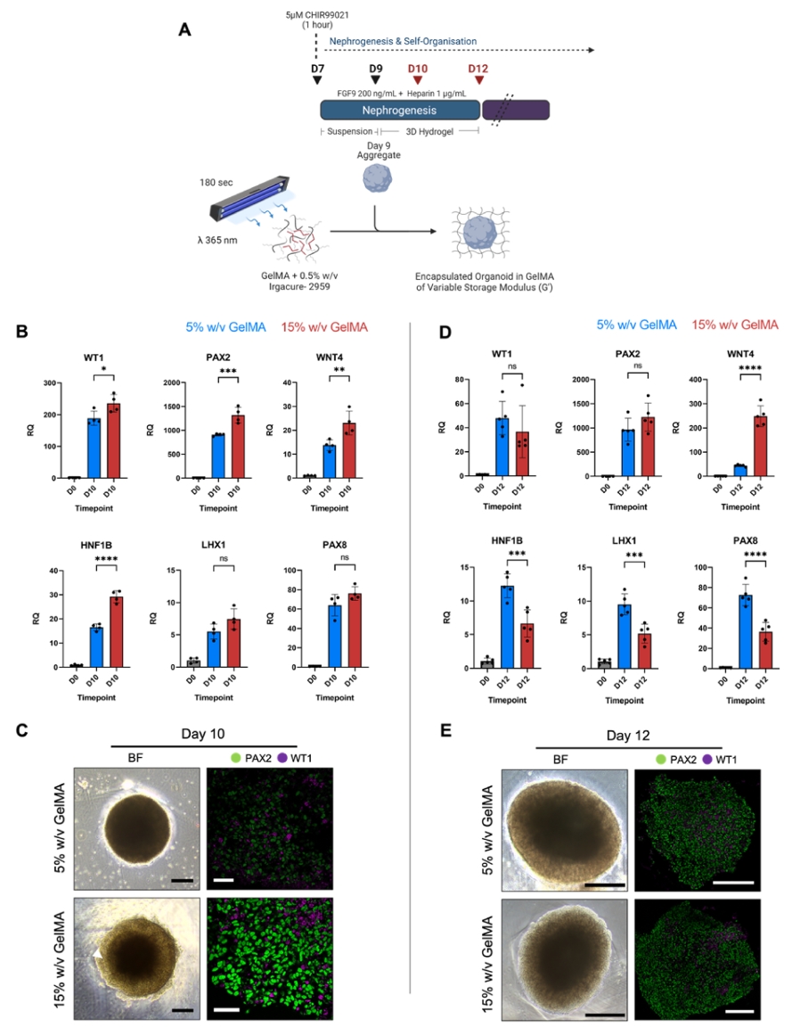 不同刚度GelMA水凝胶中肾类器官基因表达