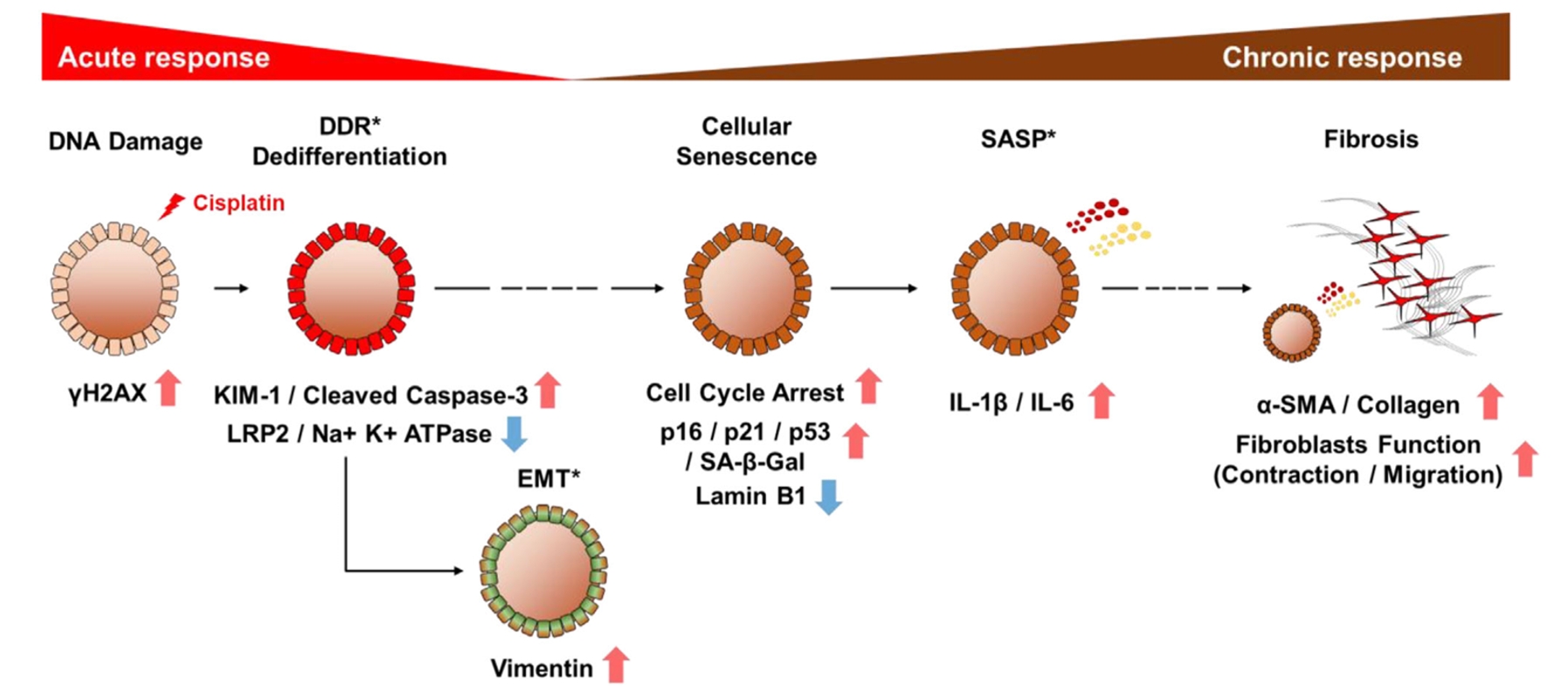 肾tubuloid模型实验结果2