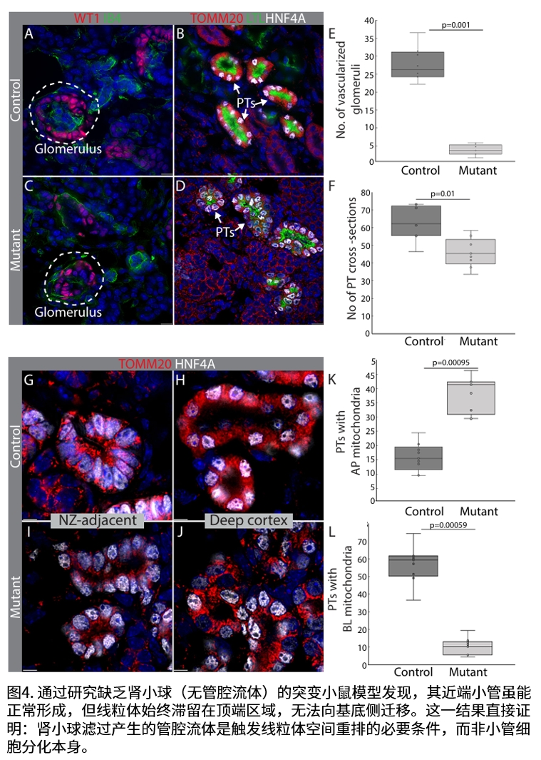 实验结果示意图4