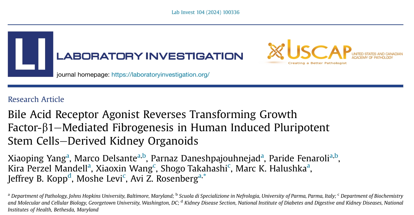 经典回顾：肾纤维化类器官模型揭示INT-767抗纤维化的分子机制