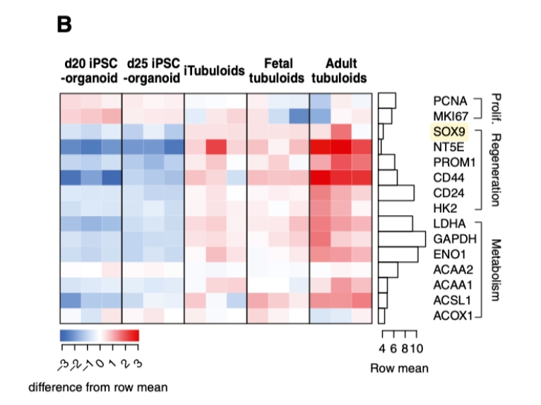 增殖、再生和代谢标志物热图