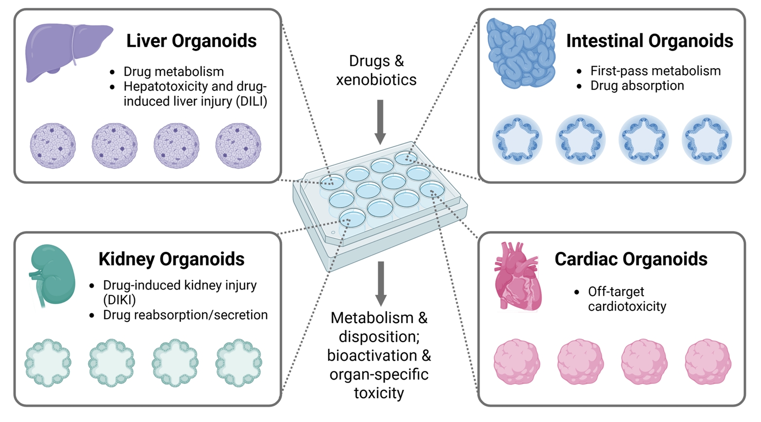 类器官在药物研究中的用途
