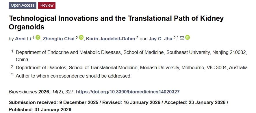 肾脏类器官的转化之路：技术突破与核心瓶颈